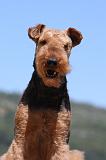 AIREDALE TERRIER 287